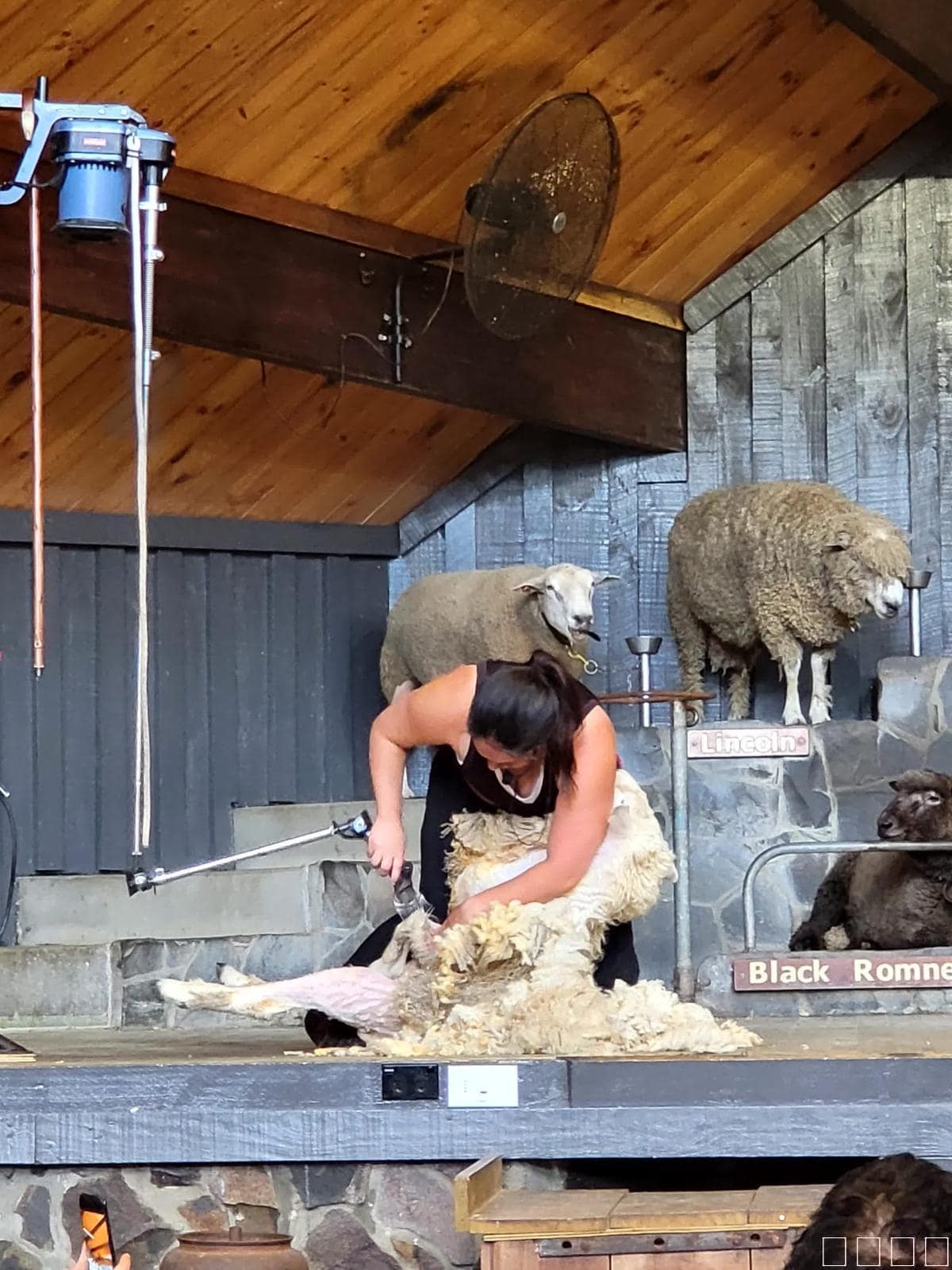 아그로돔 양털깎기